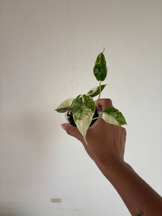 Alocasia Dragonscale Albo 3” - Growers Choice