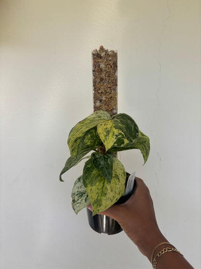 Scindapsus Jade Satin Marble 4” - Growers Choice