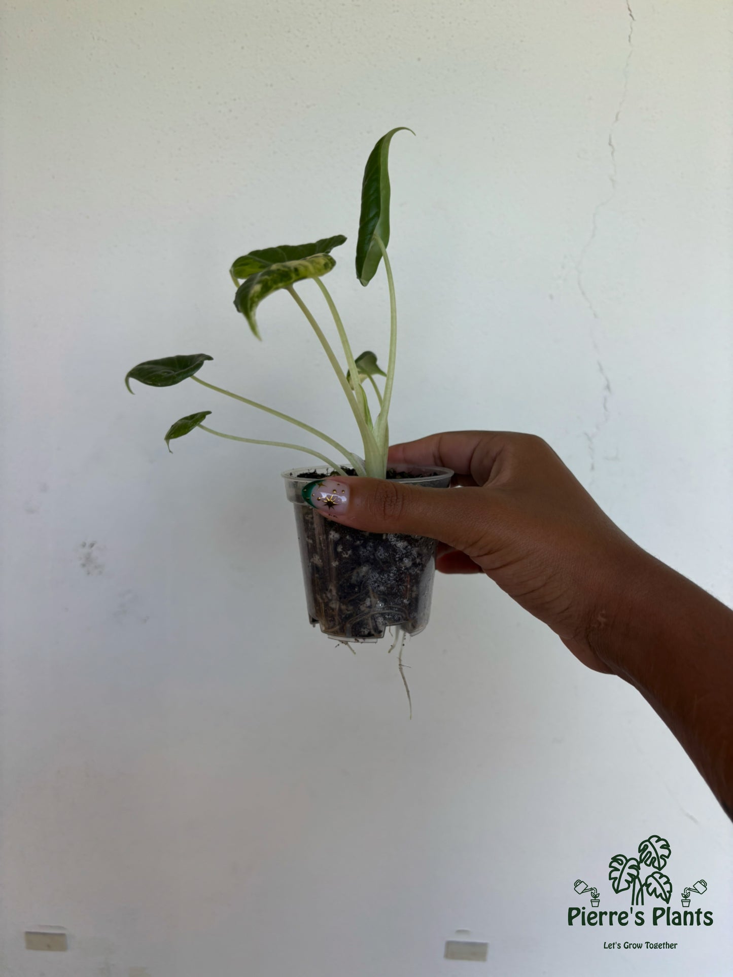 Alocasia Maharani Aurea 3” - Growers Choice