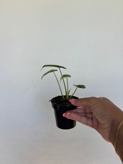 Alocasia Dragonscale Albo Variegated 3” - Growers Choice