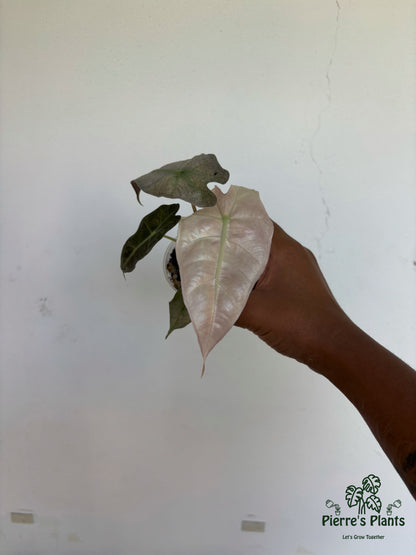 Alocasia Pink Polly Mint 3” - Growers Choice