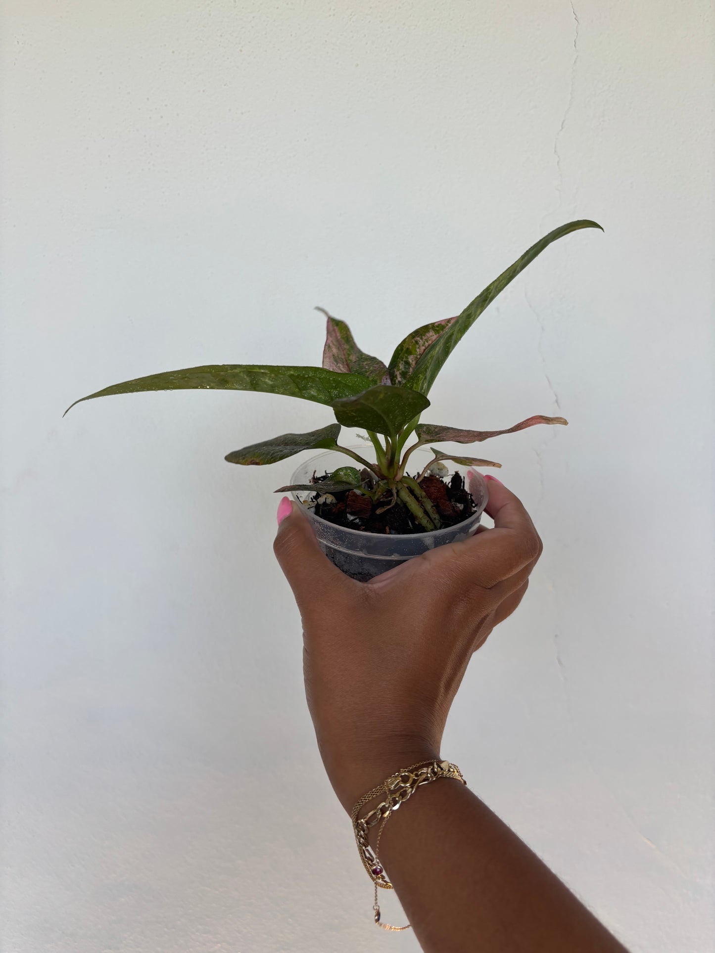 Anthurium Renaissance Pink 4” - Growers Choice