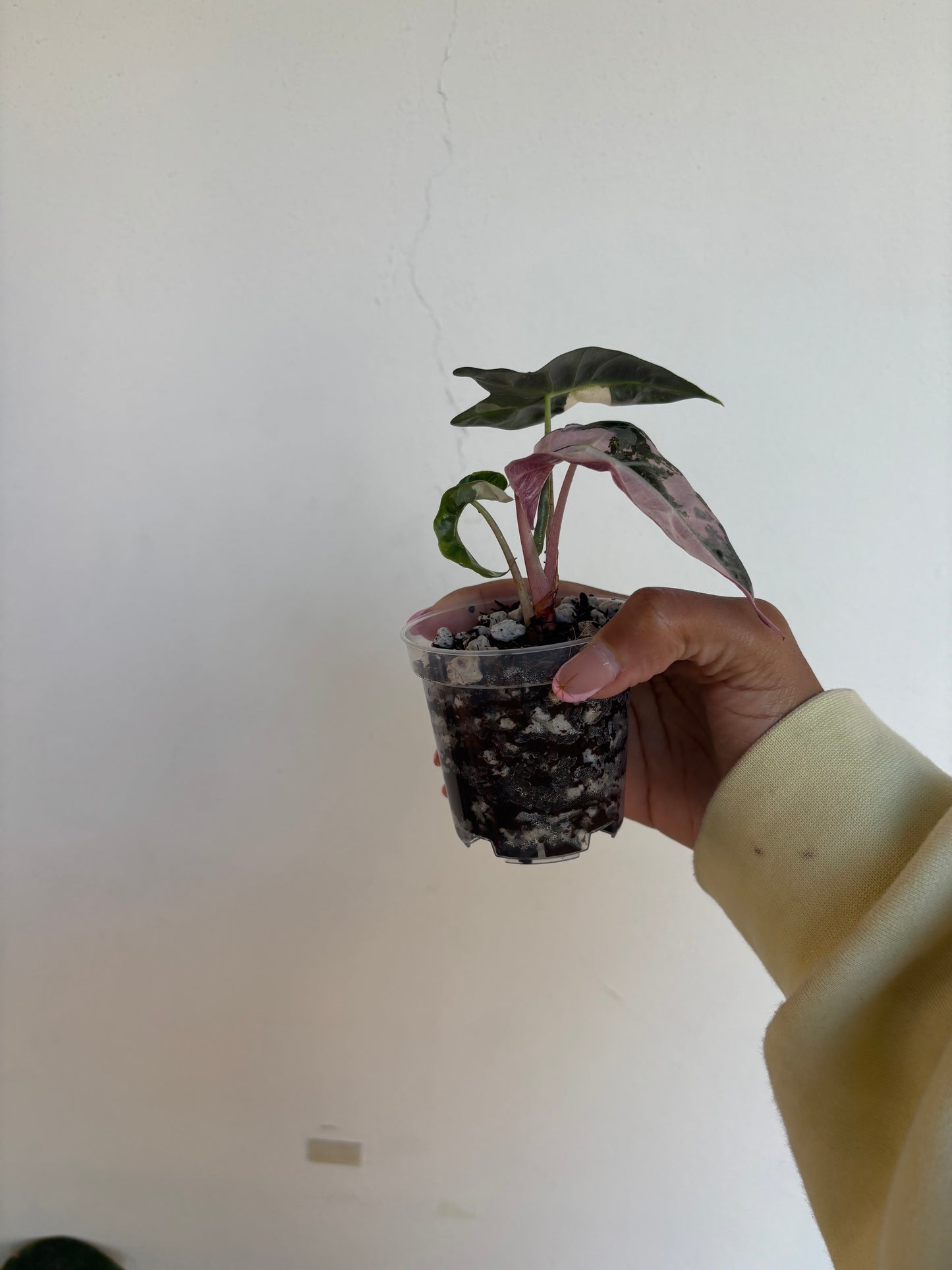 Alocasia Amazonica Pink 3” - Growers Choice