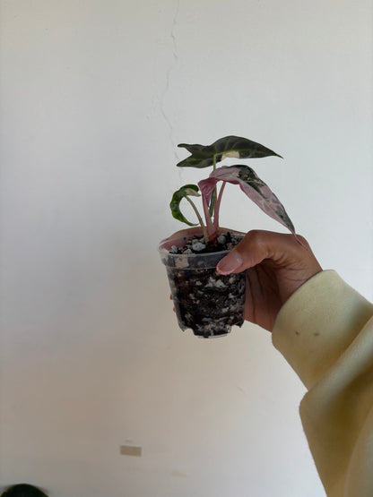 Alocasia Amazonica Pink 3” - Growers Choice