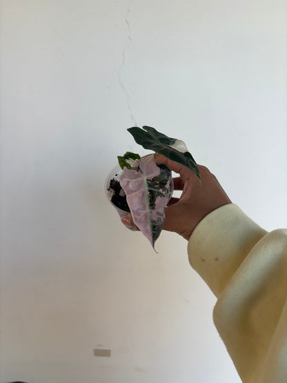 Alocasia Amazonica Pink 3” - Growers Choice