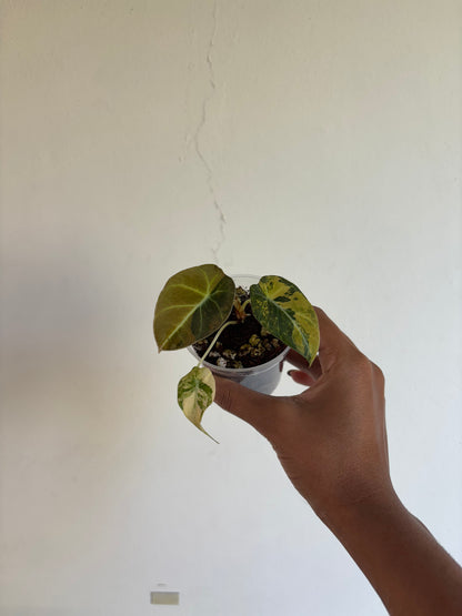 Alocasia Black Velvet Gold 3” - Growers Choice