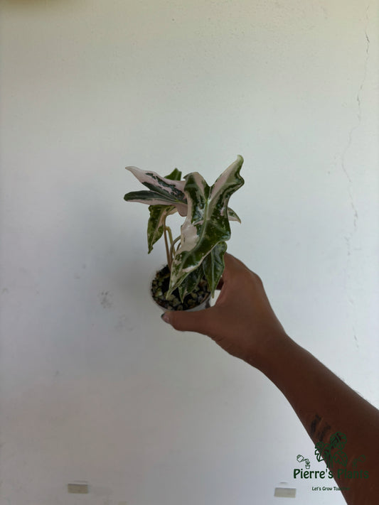 Alocasia Nobilis Pink 3” - Growers Choice