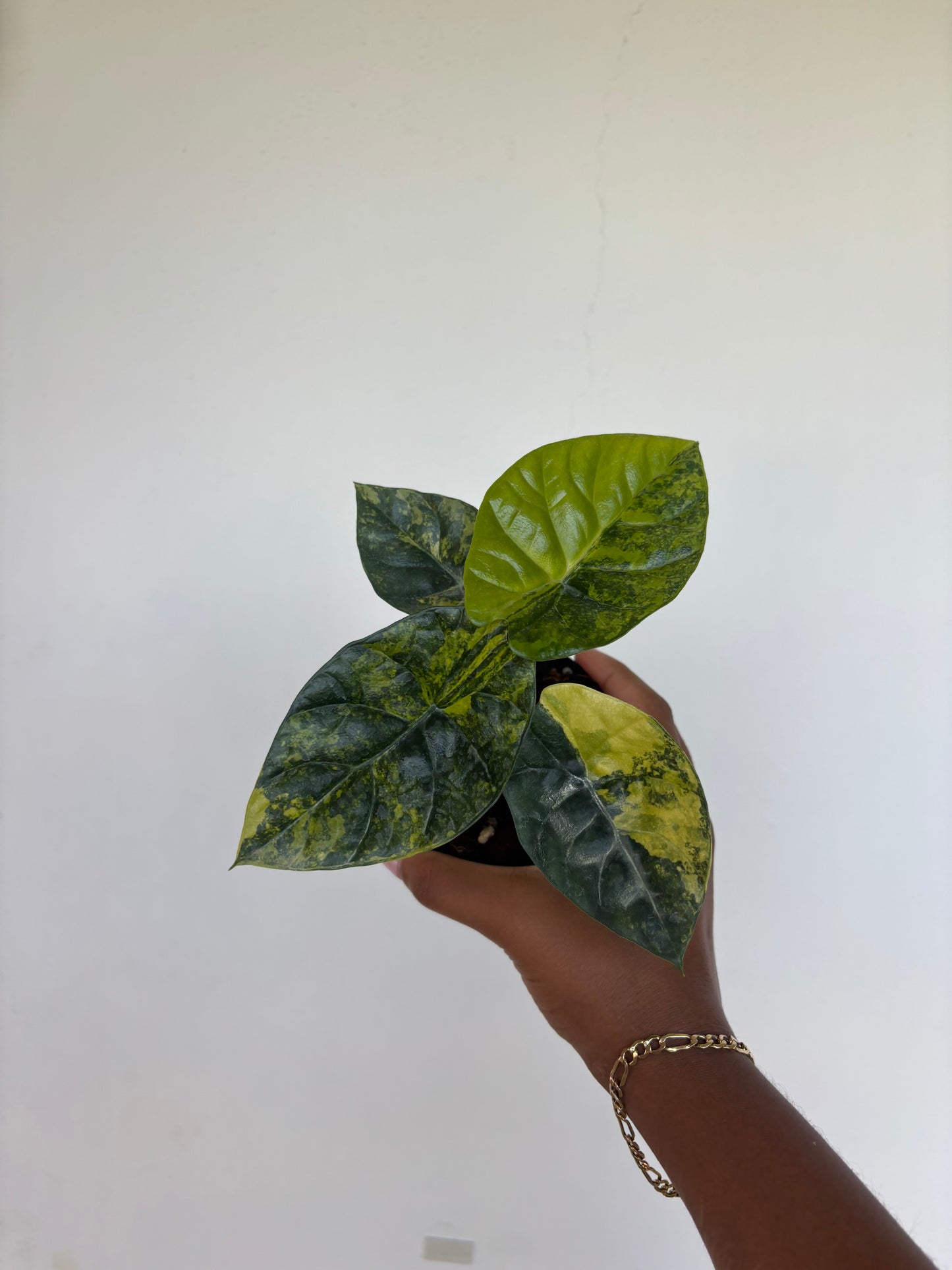 Alocasia Sinuata Variegated 4” - Growers Choice