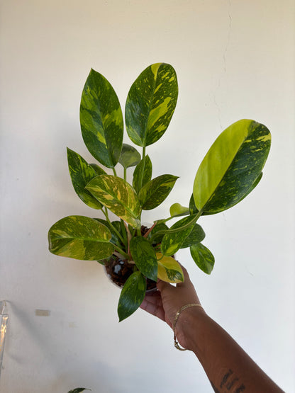 Philodendron Green Congo Nuclear Variegated 5” - Growers Choice