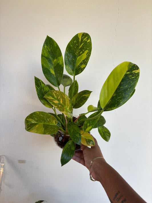 Philodendron Green Congo Nuclear Variegated 5” - Growers Choice