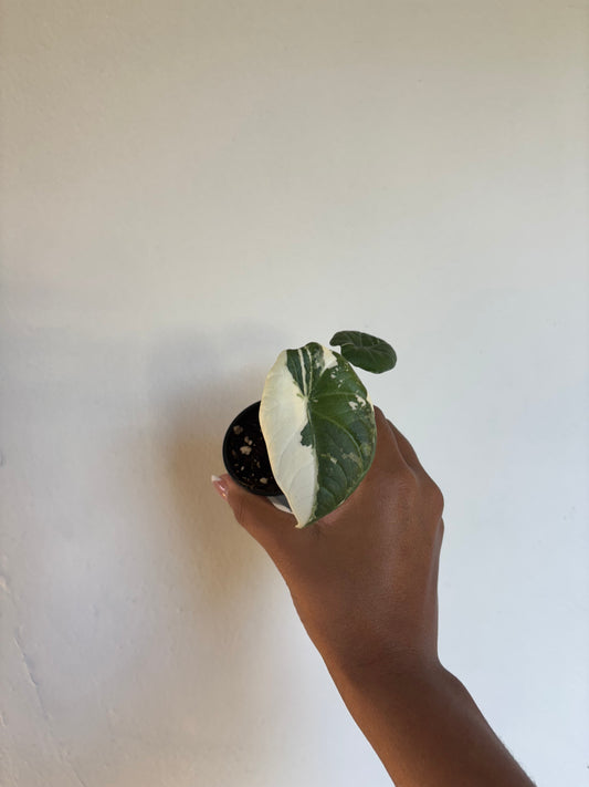 Alocasia Maharani Albo 2.5” - Growers Choice