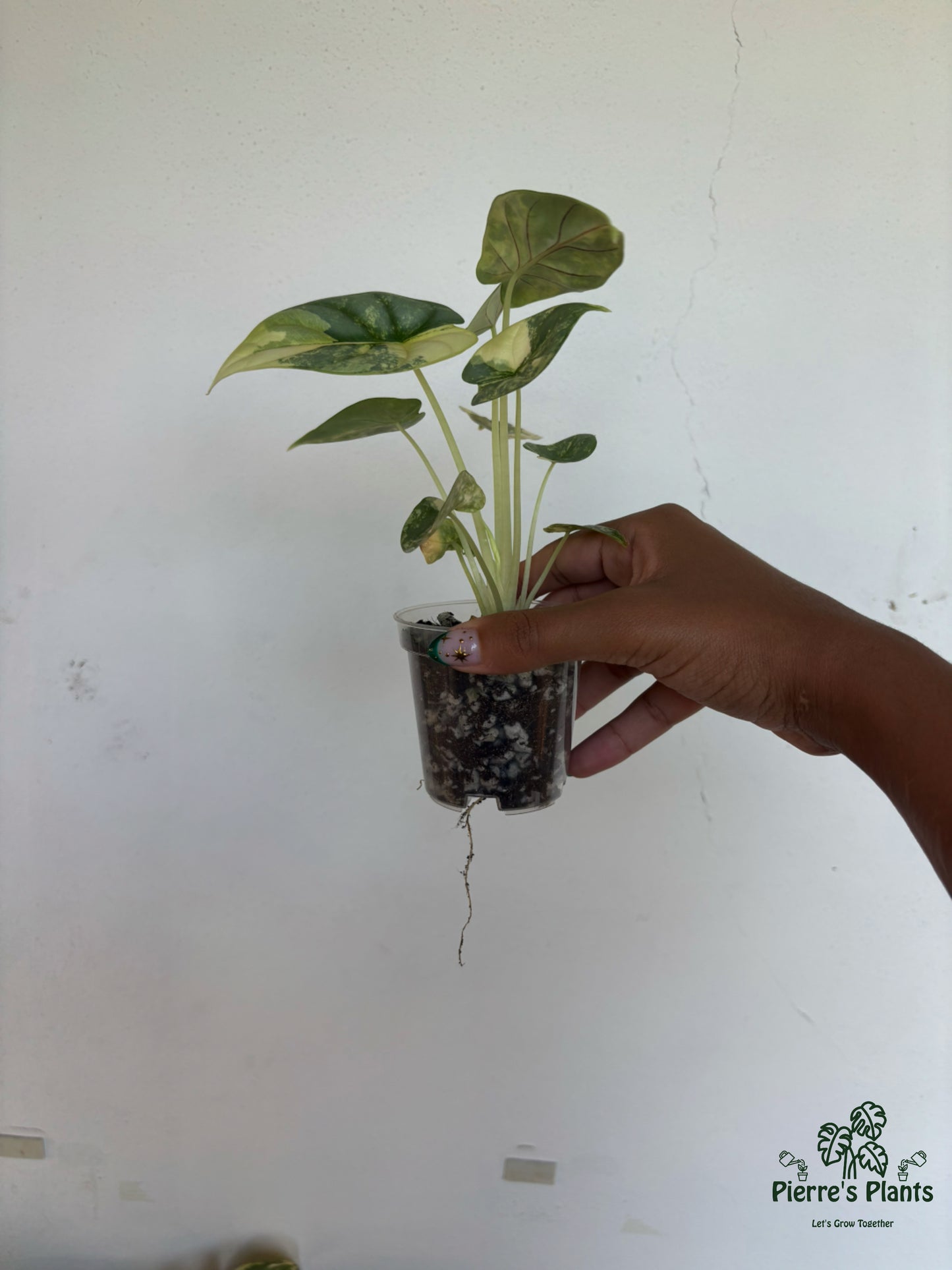 Alocasia SilverDragon Aurea 3” - Growers Choice
