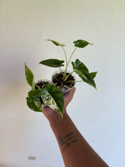 Alocasia Dragonscale Albo 3” - Growers Choice