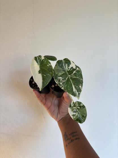 Alocasia Maharani Albo 2.5” - Growers Choice