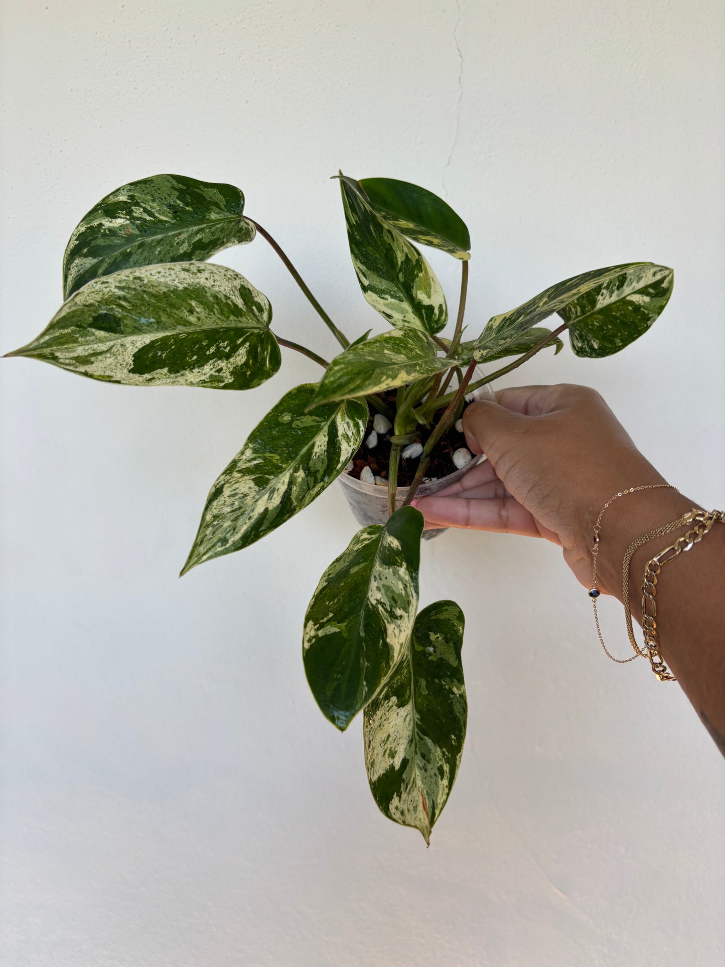 king philodendron Philodendron Emerald King 4”