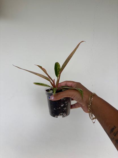 Philodendron Caramel Marble 3" - Growers Choice