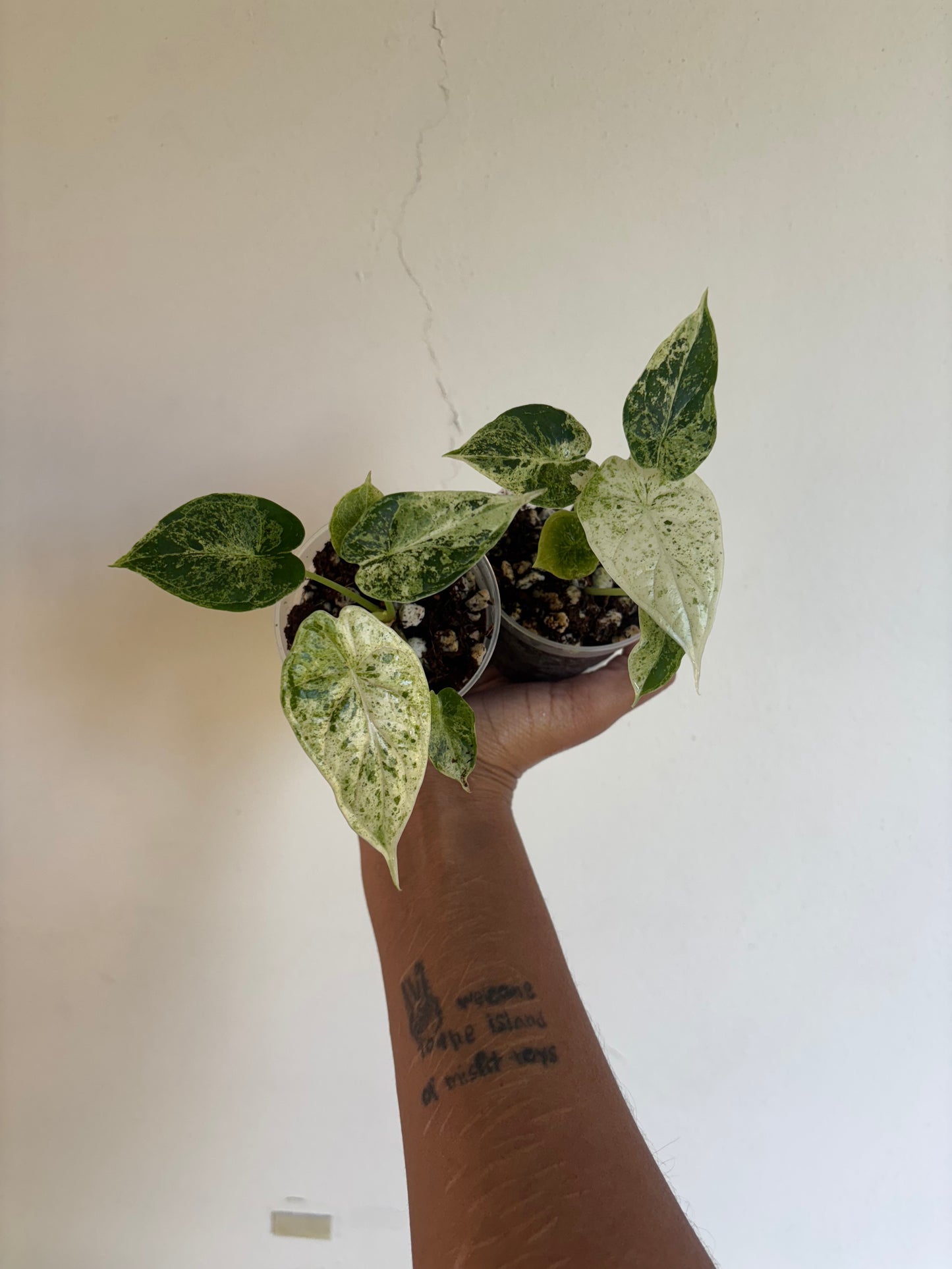 Alocasia Dragonscale Mint 3” - Growers Choice