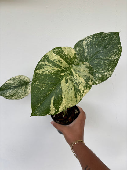 Mint Monstera 4"