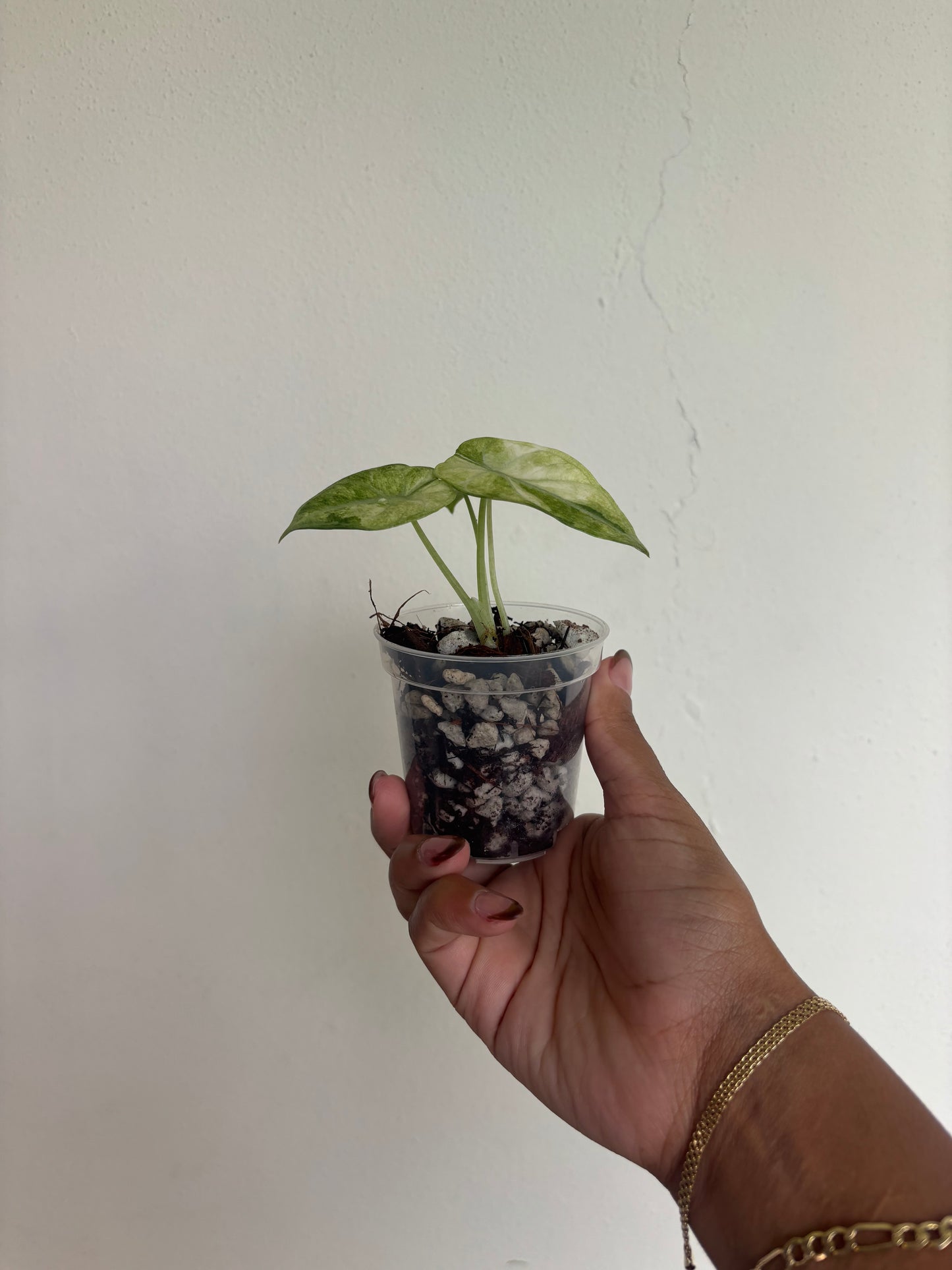 Alocasia Ninja Tricolor Splash 3” - Growers Choice (Starter Plant)