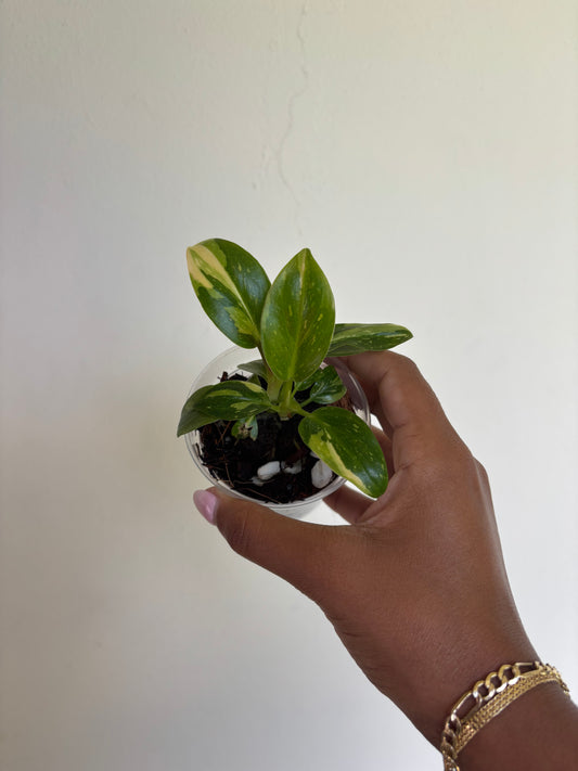 Philodendron Green Congo Variegated 3” - Growers Choice (Starter Plant)