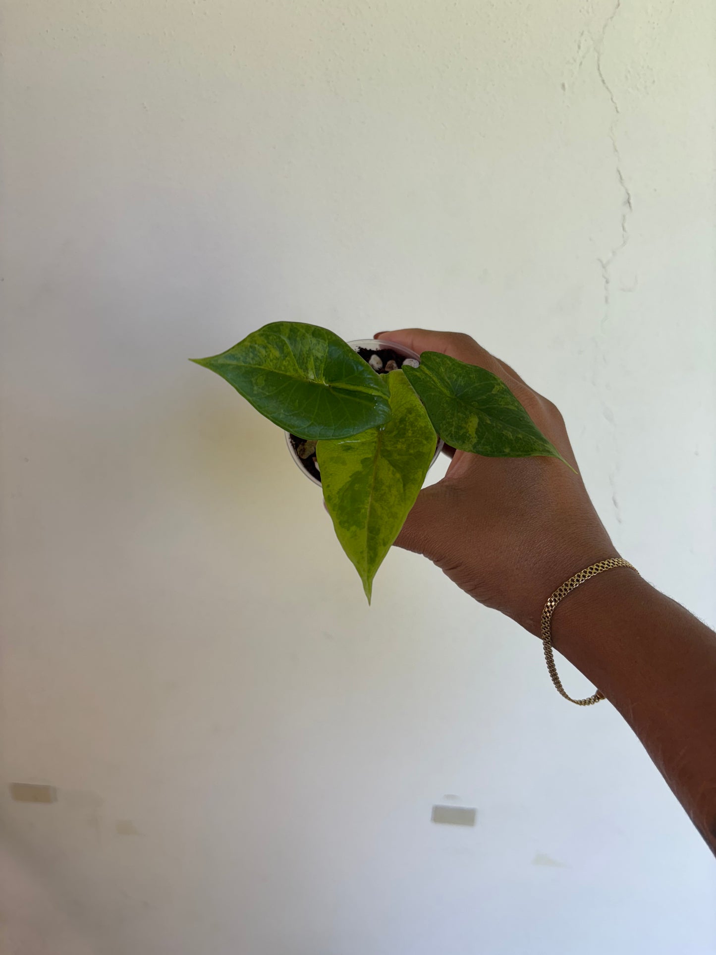 Alocasia Scalprum Aurea 3” - Growers Choice