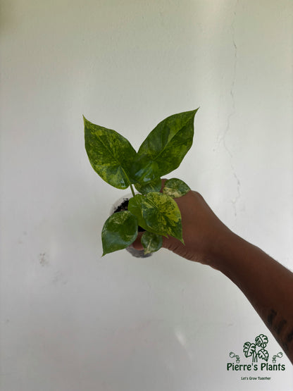 Alocasia Sinuata Aurea 3” - Growers Choice