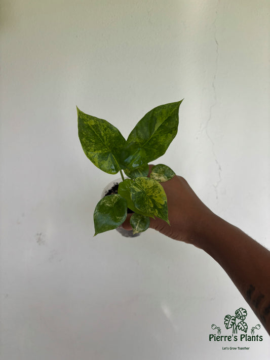 Alocasia Sinuata Aurea 3” - Growers Choice