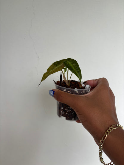 Alocasia Polly Aurea 3” - Growers Choice (Starter Plant)