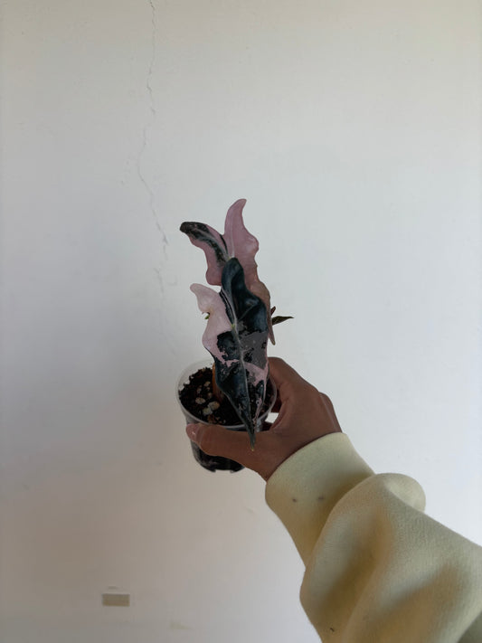 Alocasia Nobilis Pink 3” - Growers Choice