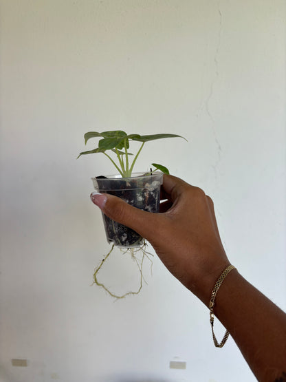 Alocasia SilverDragon Aurea 3” - Growers Choice