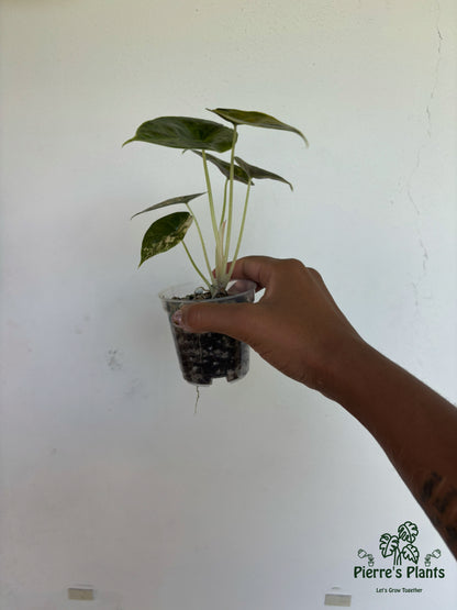 Alocasia Azlanii Aurea 3” - Growers Choice