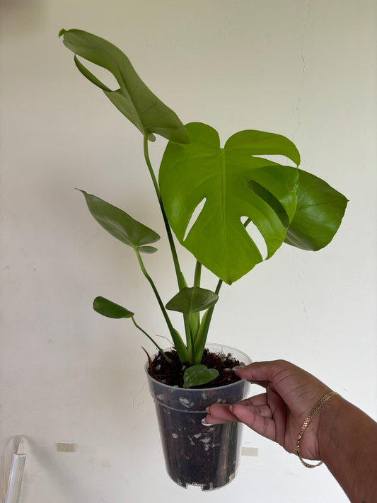 Monstera Lemon Lime 5” - Growers Choice
