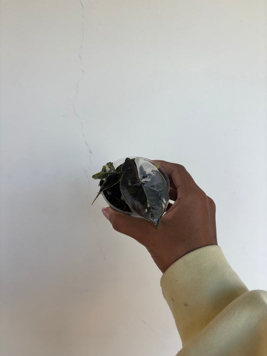 Alocasia Azlanii Albo 3” - Growers Choice