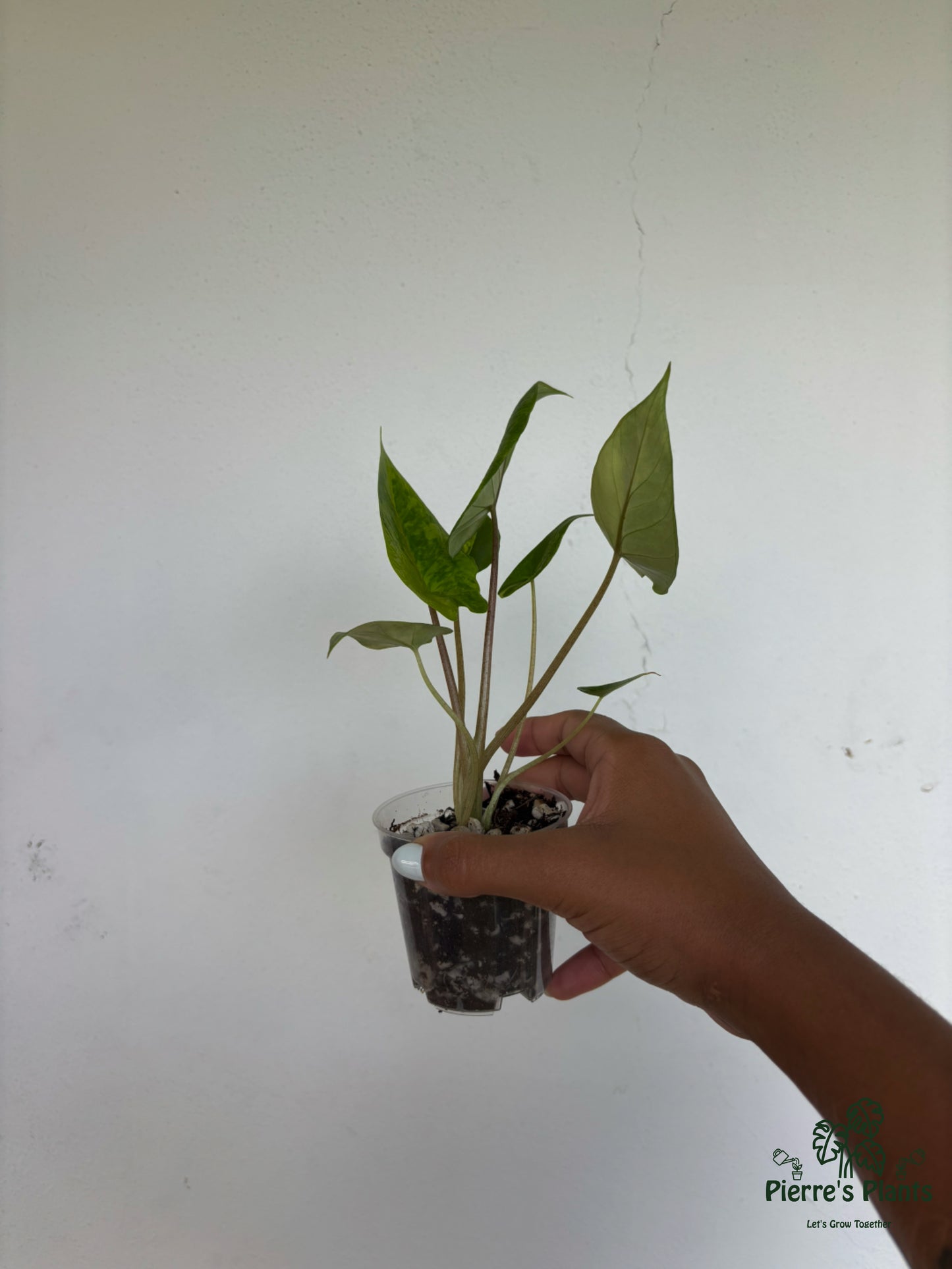 Alocasia Scalprum Aurea 3” - Growers Choice