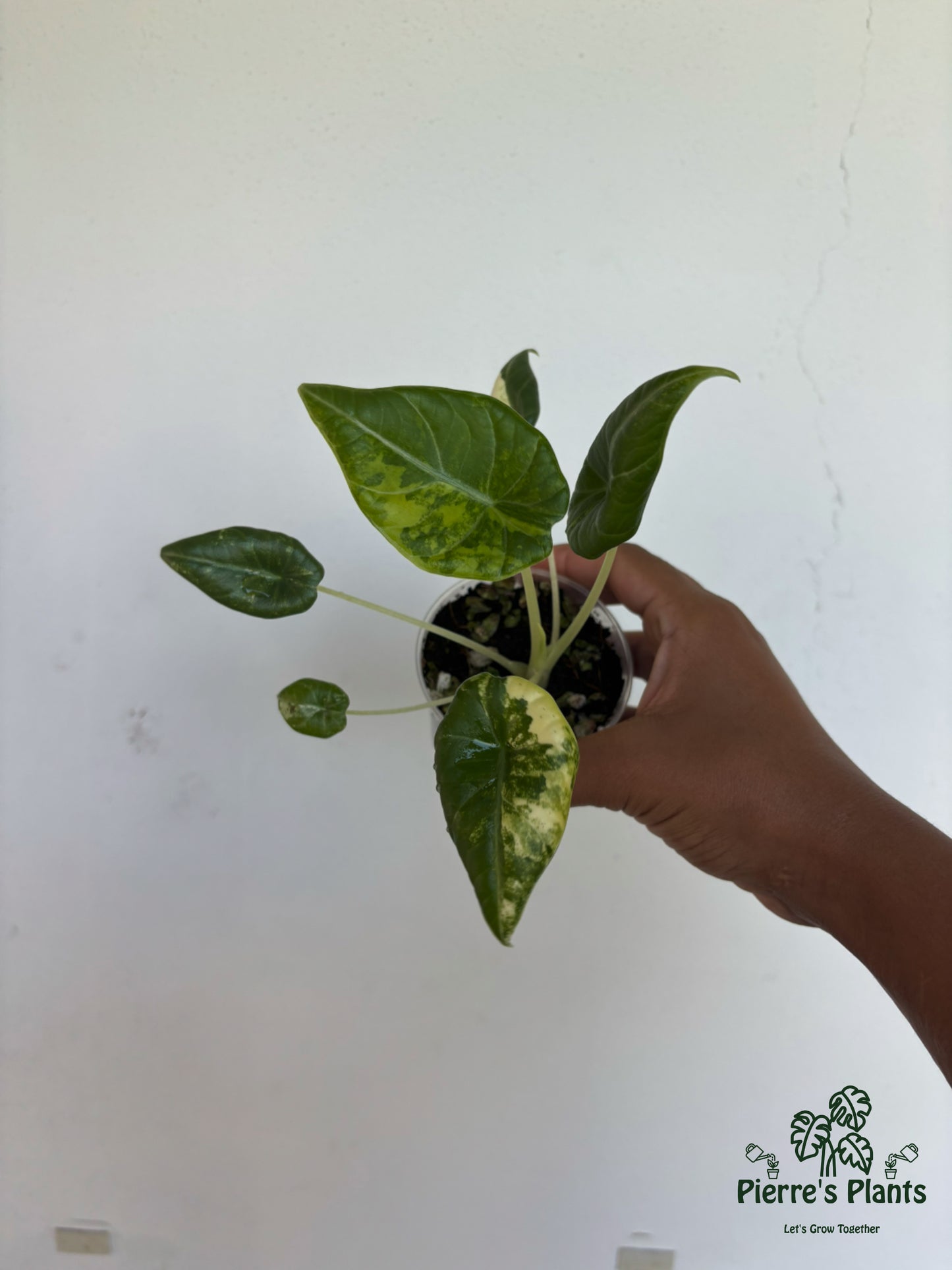 Alocasia Maharani Aurea 3” - Growers Choice