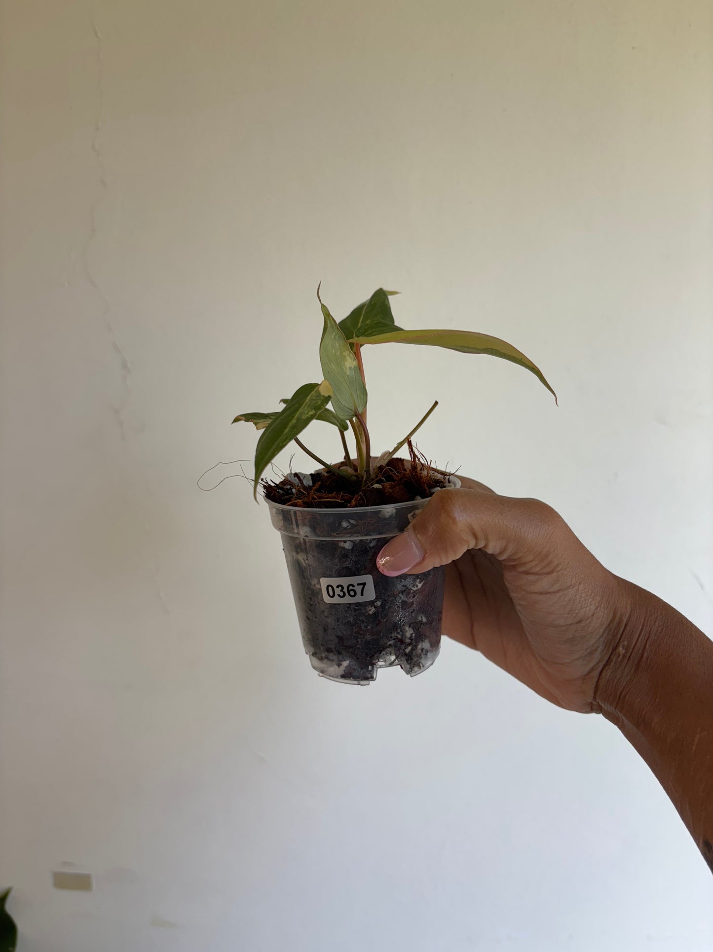 Philodendron Gloriosum Variegated 3” - Growers Choice