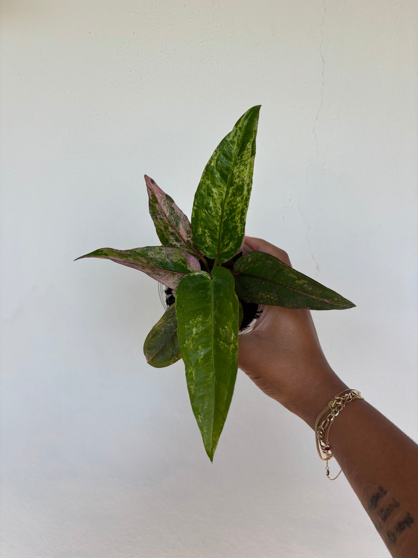 Anthurium Renaissance Pink 4” - Growers Choice