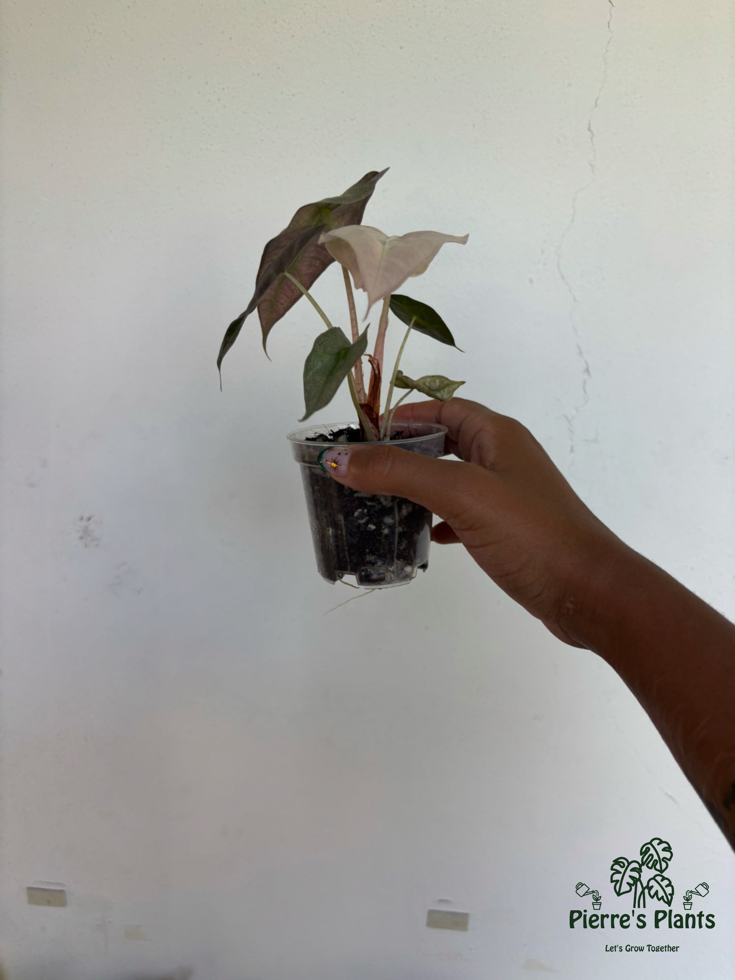 Alocasia Pink Polly Mint 3” - Growers Choice