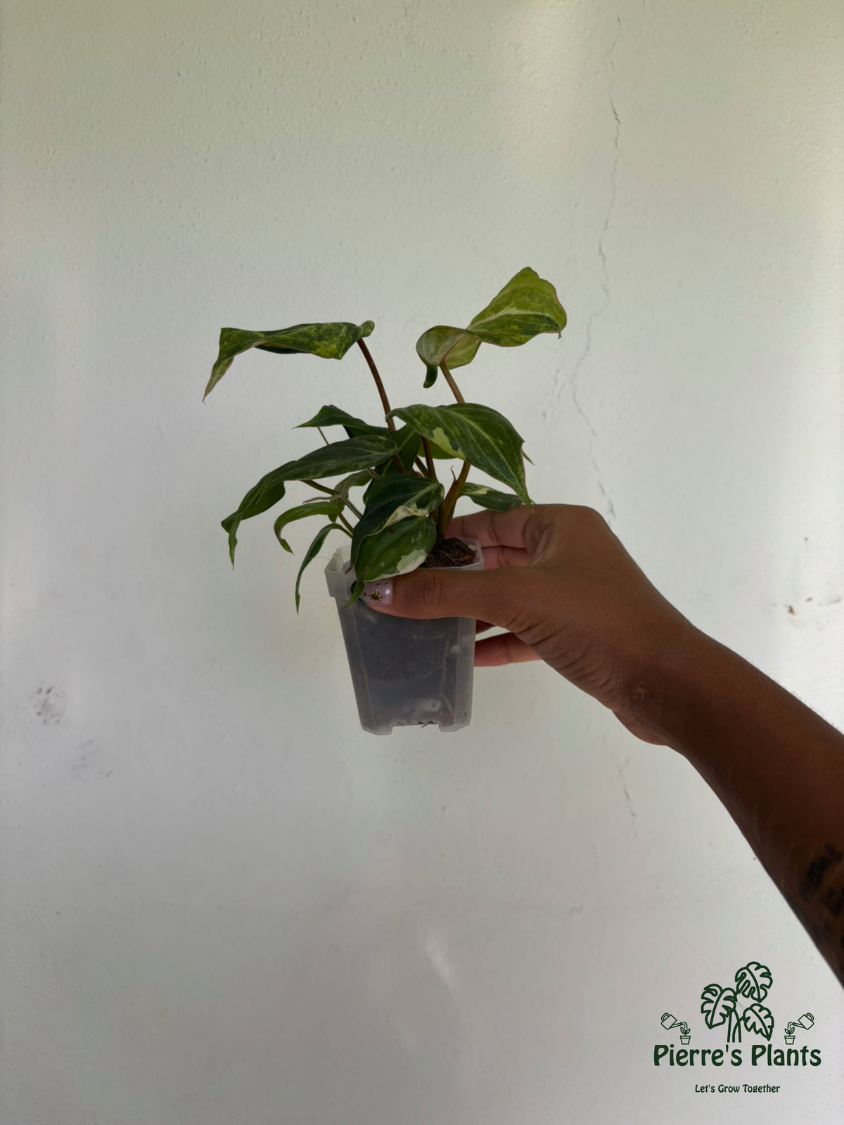 Philodendron Gloriosum Variegated 3” - Growers Choice