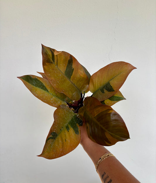 Philodendron Black Cardinal Variegated 4”