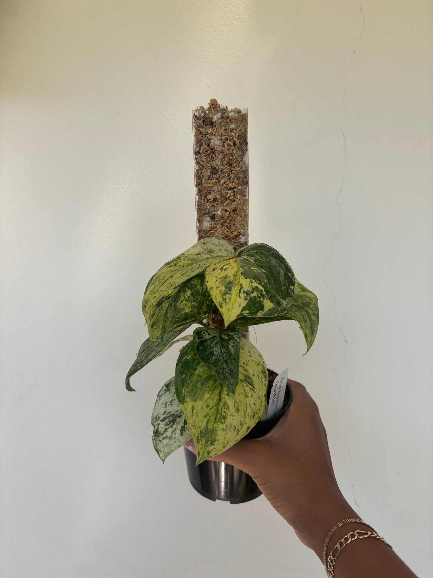 Scindapsus Jade Satin Marble 4” - Growers Choice