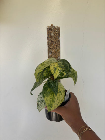 Scindapsus Jade Satin Marble 4” - Growers Choice