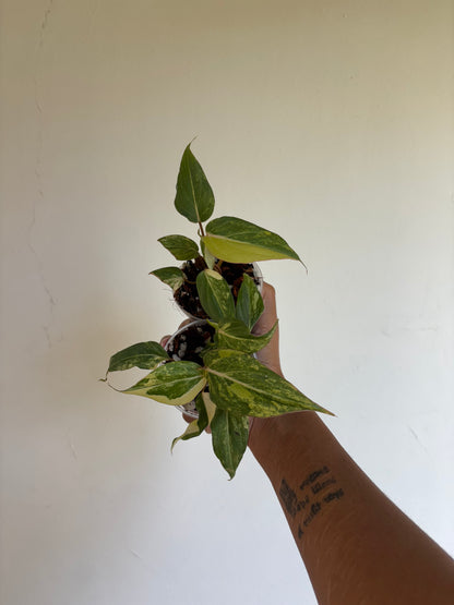 Philodendron Gloriosum Variegated 3” - Growers Choice