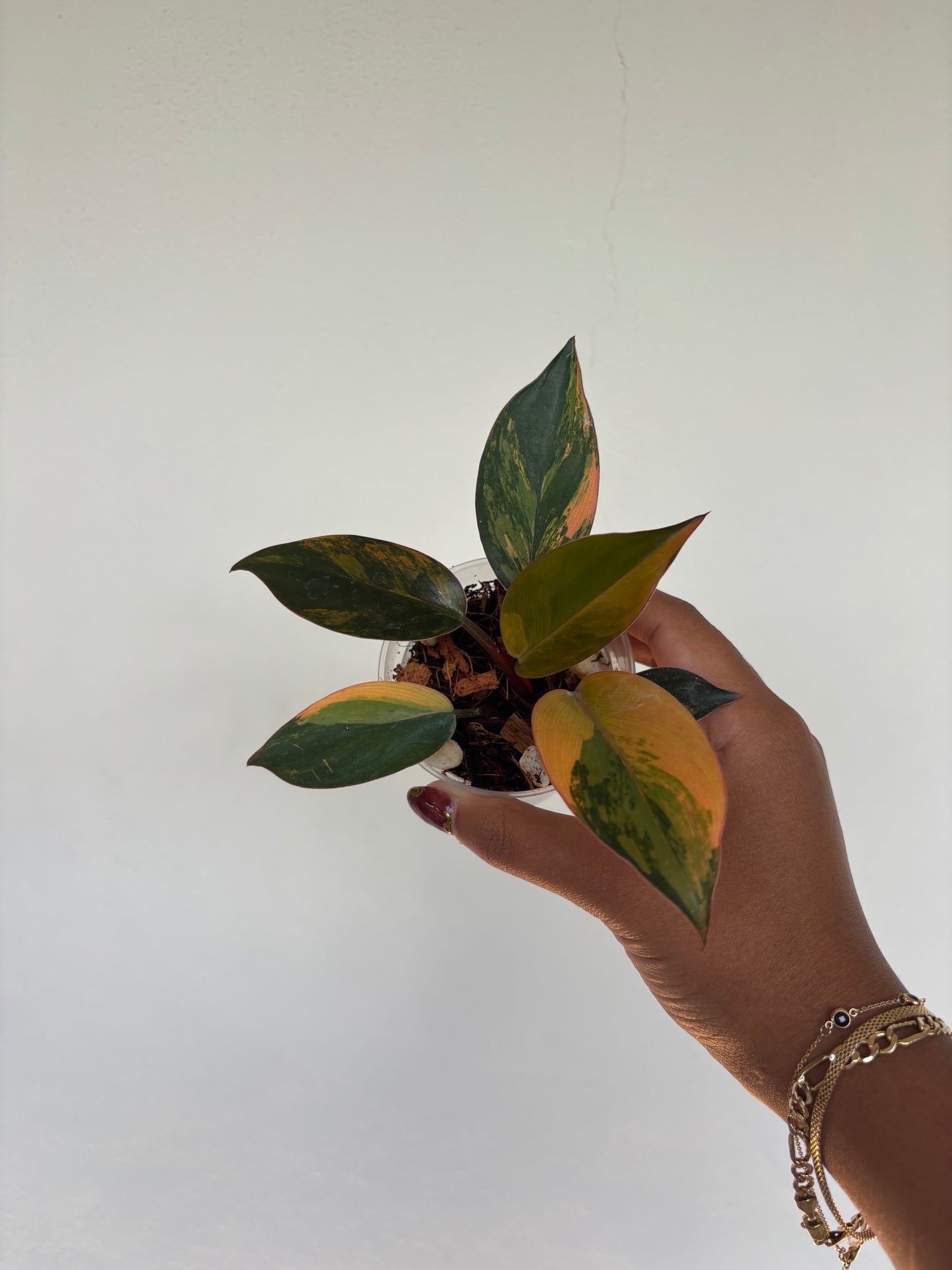 Philodendron Red Congo Variegated 3” - Growers Choice