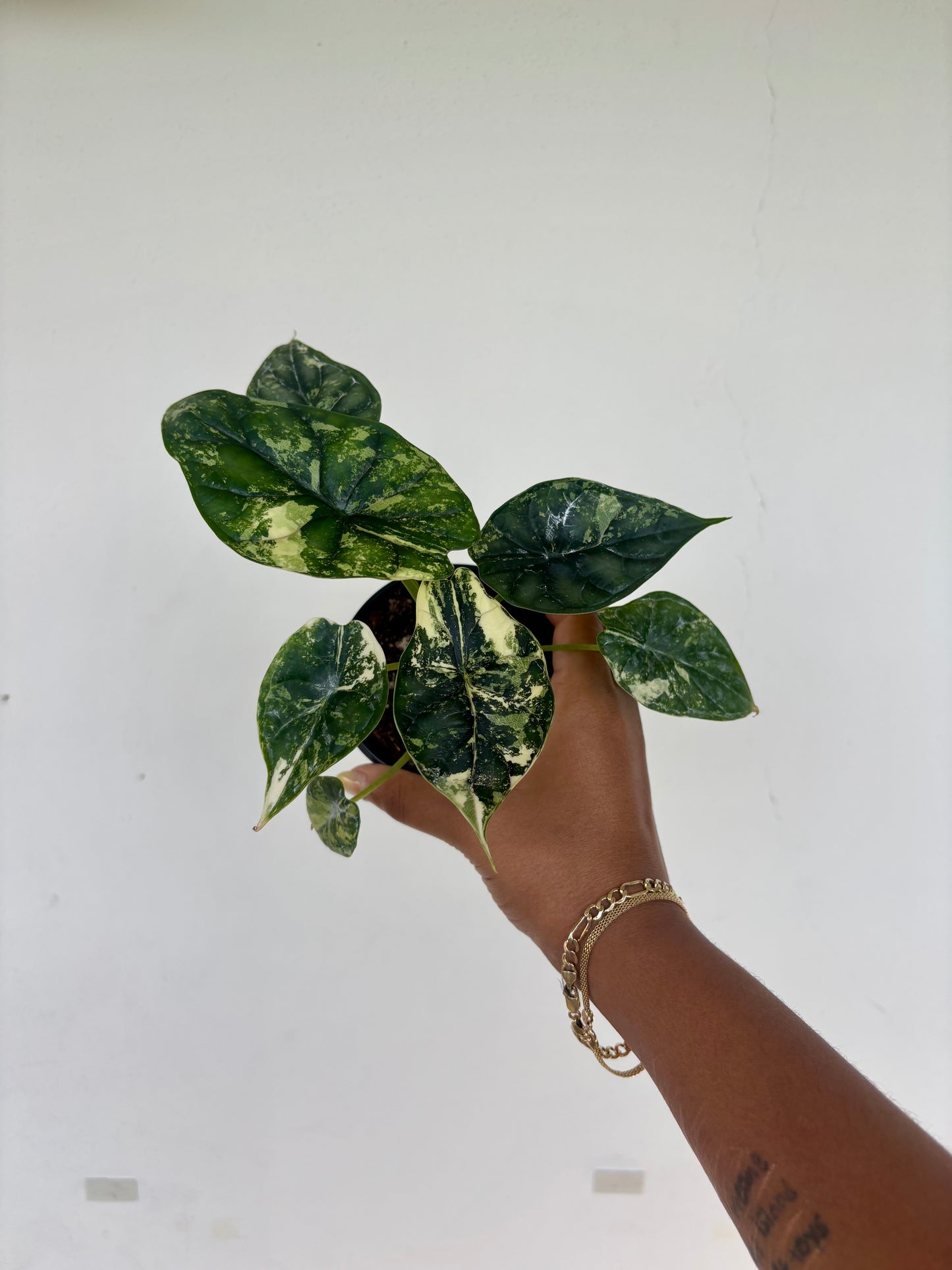 Alocasia Dragonscale Variegated 4” - Growers Choice