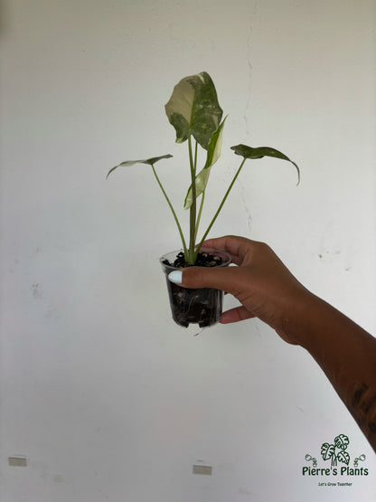 Alocasia Simpo Albo 3” - Growers Choice