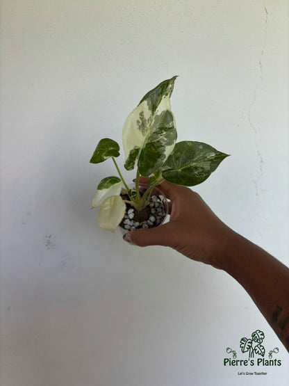 Alocasia Wentii Pink Albo 3” - Growers Choice