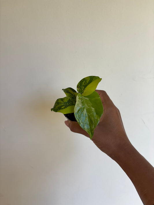 Monstera Electrolyte 3” - Growers Choice