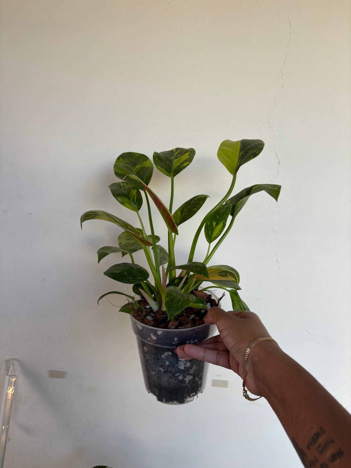 Philodendron Green Congo Nuclear Variegated 5” - Growers Choice