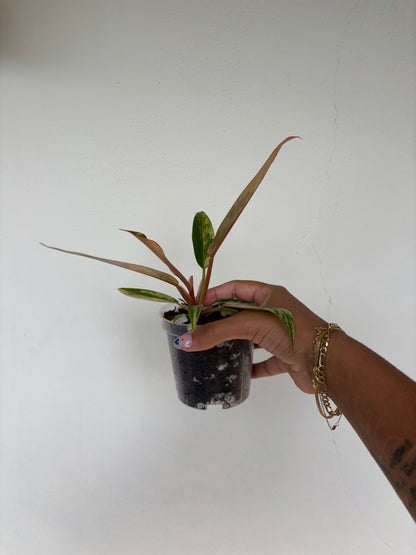Philodendron Caramel Marble 3" - Growers Choice